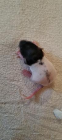 Image 2 of Baby rats looking for forever homes