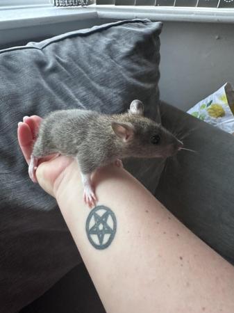 Image 10 of Baby rat. 13 available. 3M 10F
