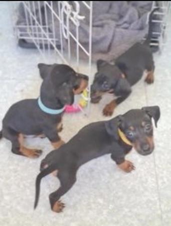 Image 1 of beautiful puppies Mini Dashioy terriers for sale.