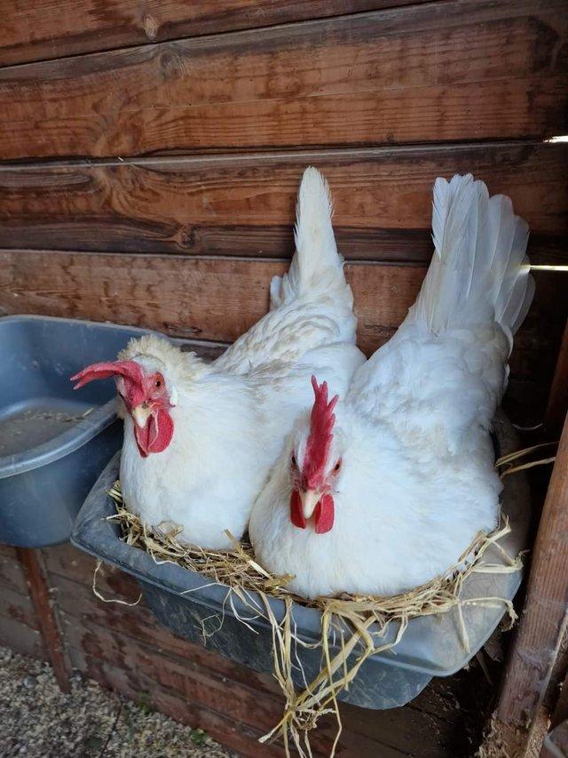 Preview of the first image of 7 week old utility white leghorn pullets.