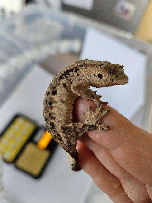 Preview of the first image of Collection of Crested Geckos.