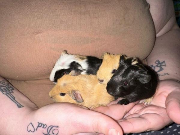 Image 5 of Baby silly tame guinea pigs