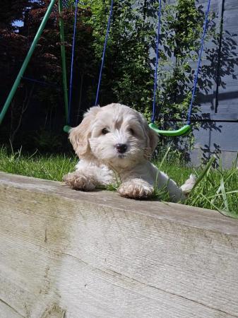 Image 33 of Stunning Cockapoo Puppy (F) READY for her forever home NOW!