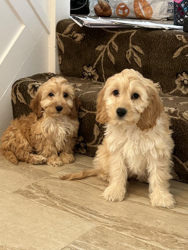 Preview of the first image of Cockapoo puppies beautiful F1s.