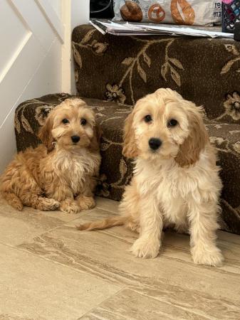 Image 1 of Cockapoo puppies only  one little girl left