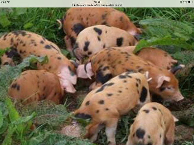 Preview of the first image of Wanted OXFORD sandy and black piglets.
