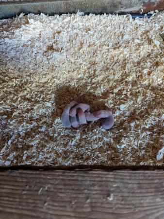 Image 2 of Bella's 6 babies, half micro albino/ polecate