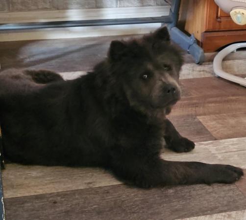Image 6 of Blue Chow chow bitch needing a new home