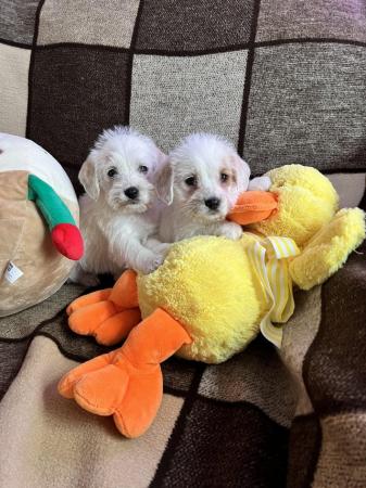 Image 2 of Beautiful Small Cockerpoo Puppies For Sale.