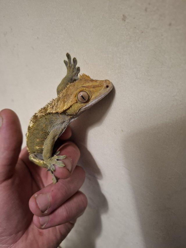 Preview of the first image of Breeding pair of crested geckos.