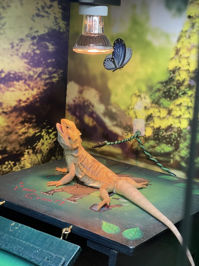 Preview of the first image of Bearded dragon plus full setup.