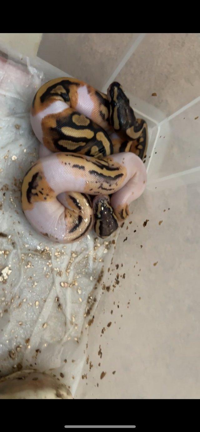 Preview of the first image of Super pastel pied ball pythons.