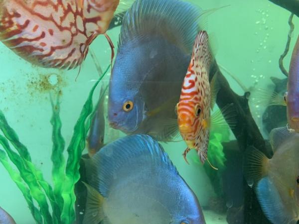 Image 3 of Discus Fish captivating freshwater beauties can deliver