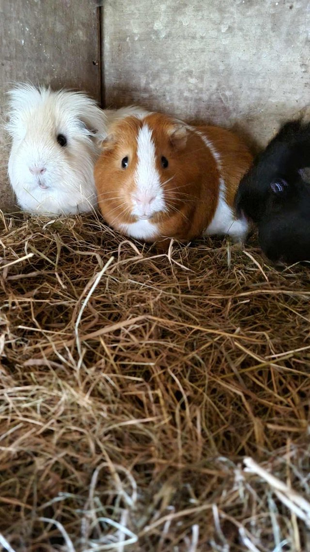 Preview of the first image of 3x bonded male guineapigs.