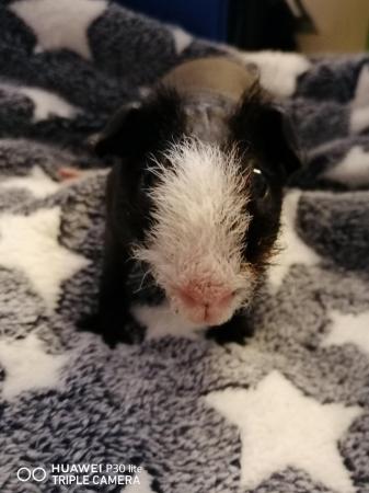 Image 6 of Young skinnypig boar for sale