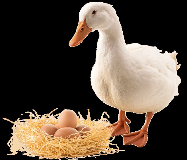 Preview of the first image of White Duck hatching eggs.