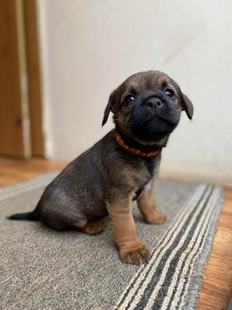 Image 2 of Kc Border terrier 1 male pup left  ready March