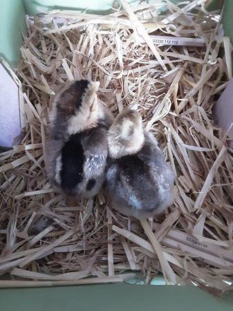 Image 4 of Hatching EggsCream Legbar Chickens