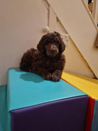 Image 11 of Gorgeous Brown Parti Standard Poodle Puppies Ready Now