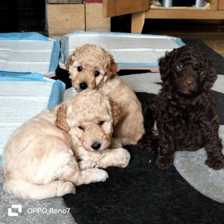 Image 3 of Gorgeous Miniature poodle pups