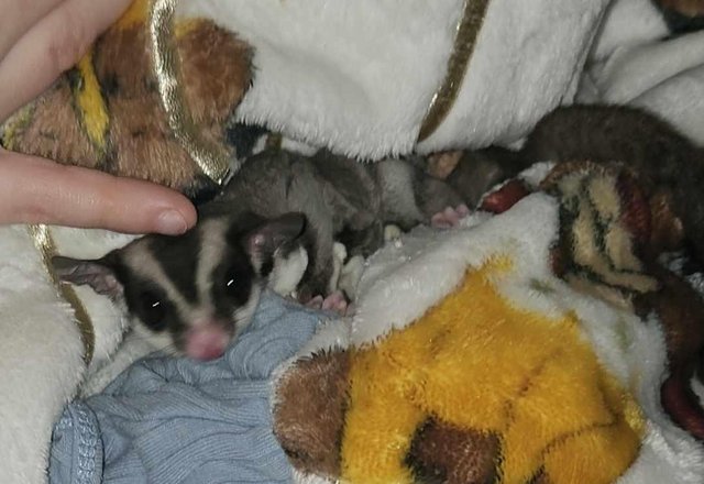 Image 6 of 2 male sugar-gliders and cage for sale
