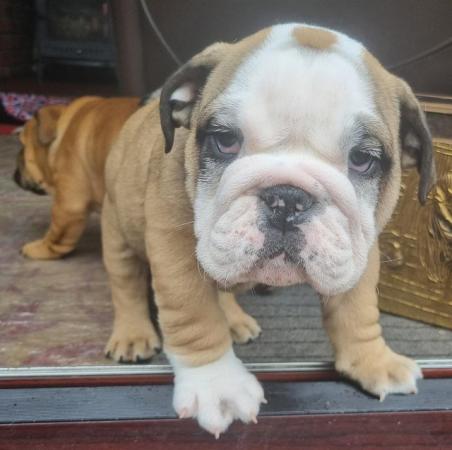 Image 6 of 11 week old English bulldog puppies (Only 3 left)