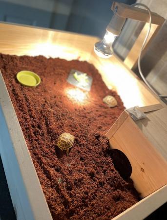 Image 2 of Baby tortoise - with fully set up home and accessories