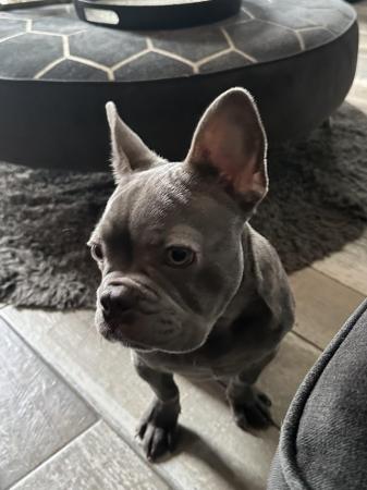 Image 5 of Blue French bulldog male 8 months old