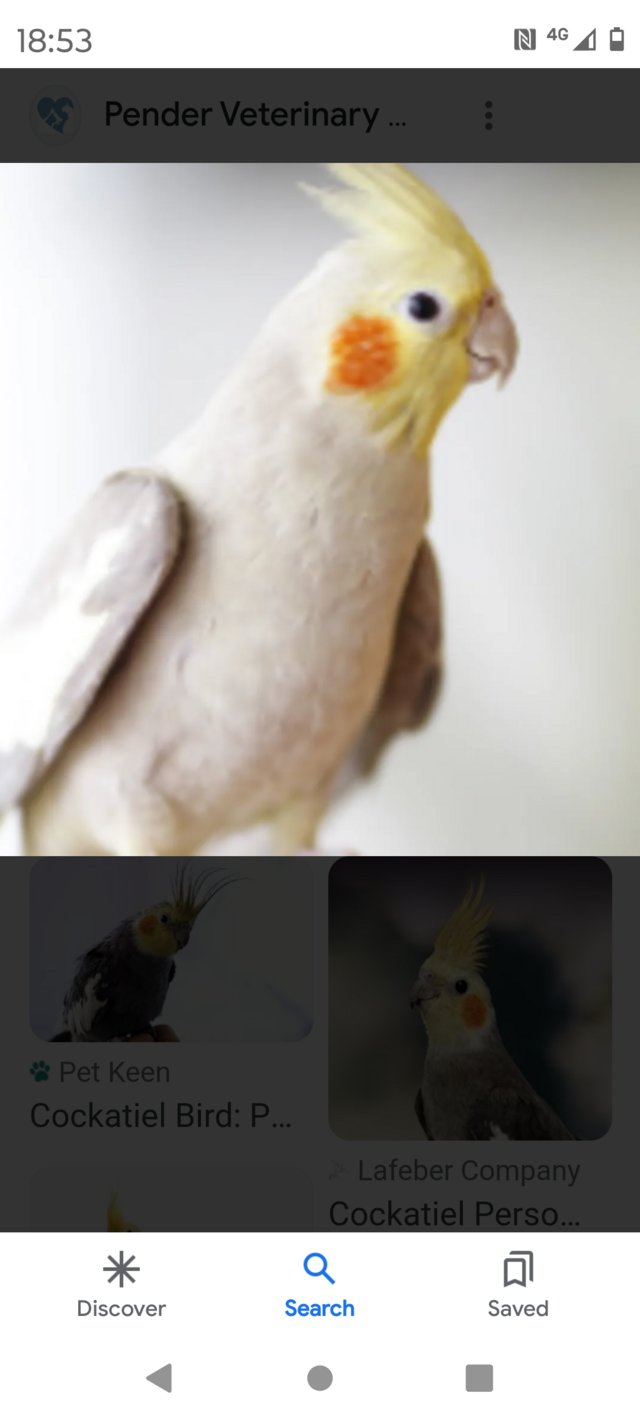 Preview of the first image of Wanted hen cockatiels  12 months old.