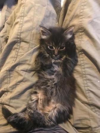 Image 6 of 1 stunning female Maine coonkitten available