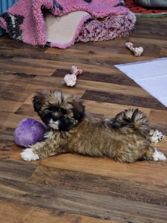 Image 2 of Lhasa apso puppiesfor sale