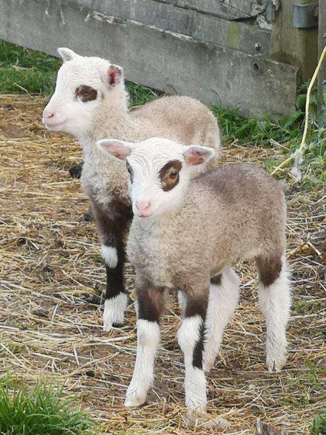 Preview of the first image of Shetland Sheep in beautiful colours. Pets, breeding, showing.
