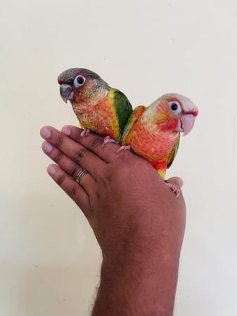 Image 4 of Hand reared baby conures for sale