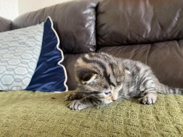 Image 4 of Ready now!! 2 beautiful Bengal house kittens -