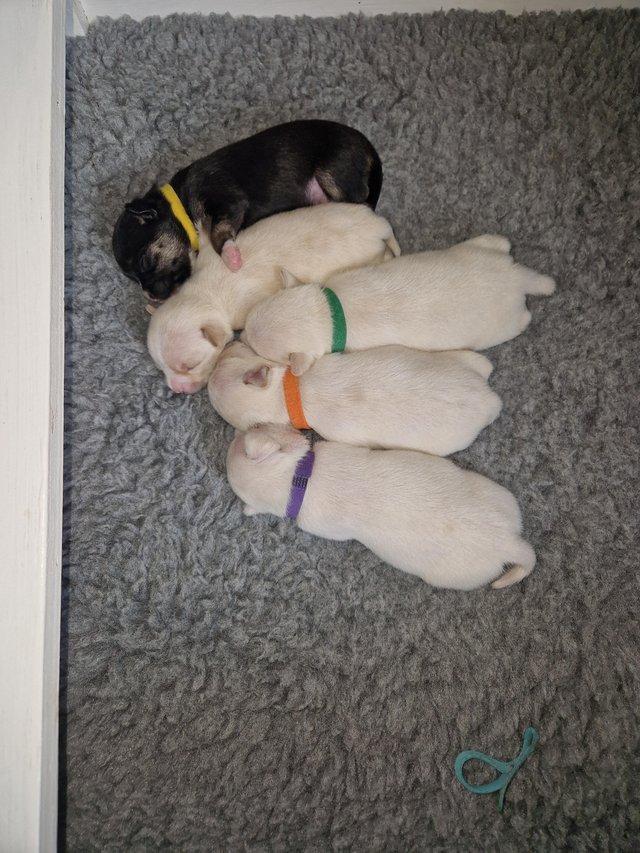 Preview of the first image of 2 week old chihuahua x Jack Russell puppies..