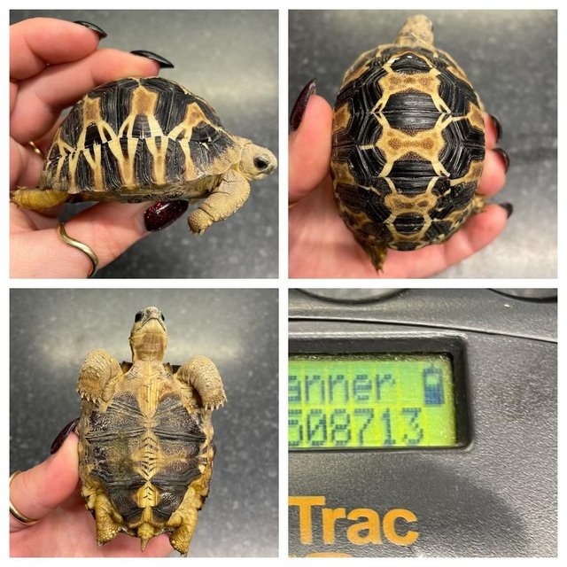 Preview of the first image of Radiated Tortoise’s At Urban Exotics.