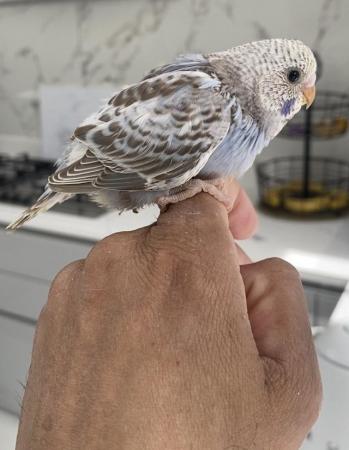 Image 1 of Tame baby budgies for reservations