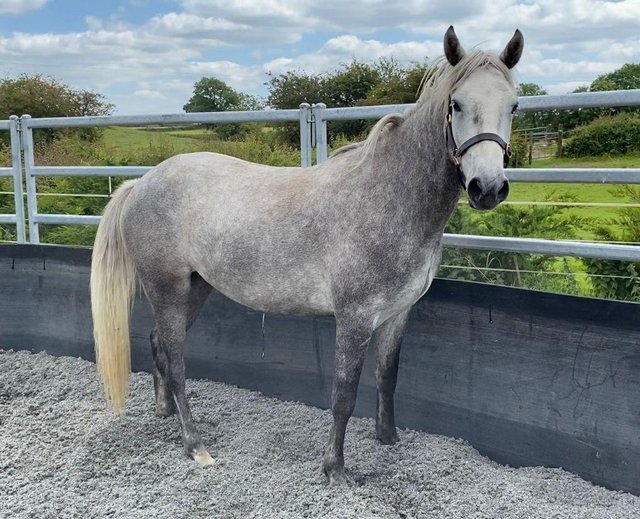 Preview of the first image of 3 yr old Big Performance Connemara gelding.