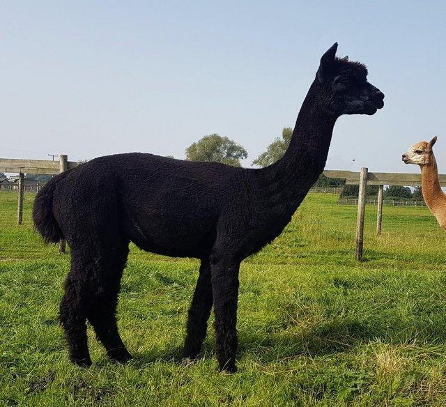 Preview of the first image of ALPACA BAS REG'D INTACT MALE TOP BLOODLINES, CHAMPION SIRED.