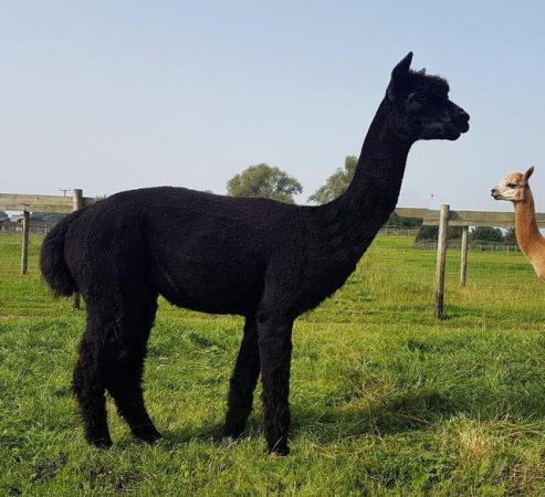 Image 1 of ALPACA BAS REG'D INTACT MALE TOP BLOODLINES, CHAMPION SIRED