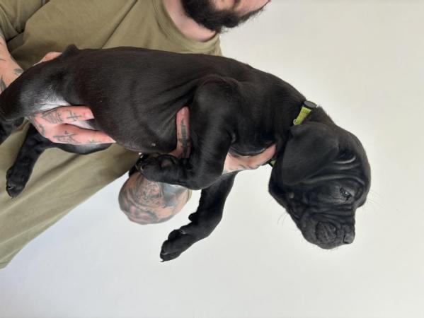 Image 9 of Litter of 12 Cane Corso Puppies