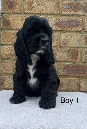 Image 5 of Top Quality Cocker Spaniels for sale
