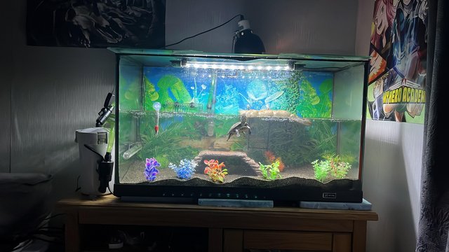 Image 1 of Mud turtle and complete tank setup for sale.