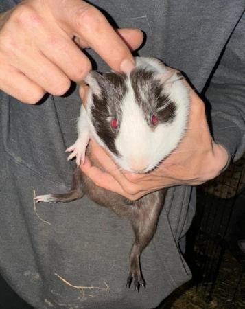 Image 5 of Guinea pig for sale looking for there forever home