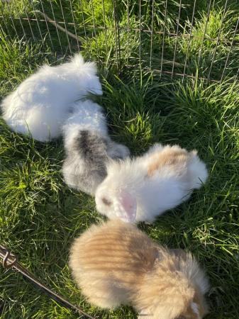 Image 1 of Baby lion lop rabbits for sale