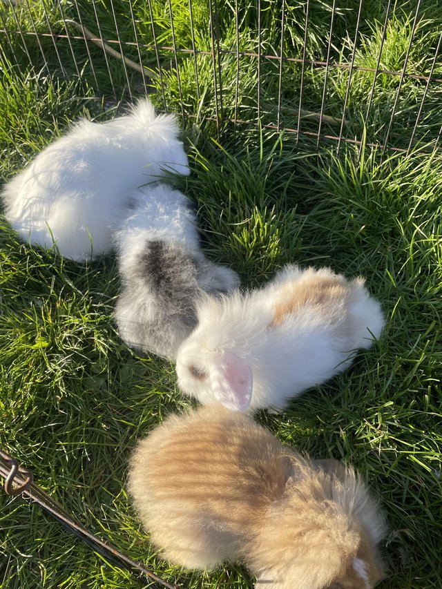 Preview of the first image of Baby lion lop rabbits for sale.