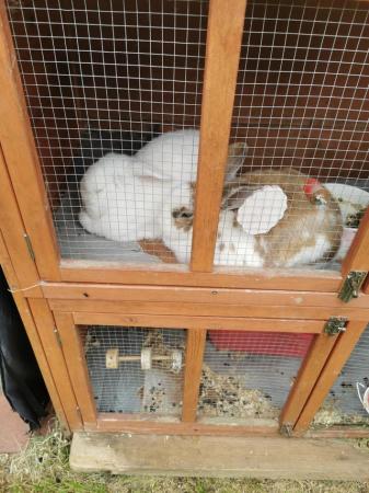 Image 1 of Male and female rabbits come as a pair will not separate