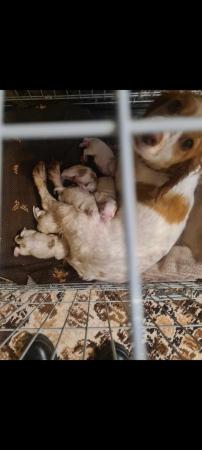 Image 12 of Working cocker spaniel puppies for sale