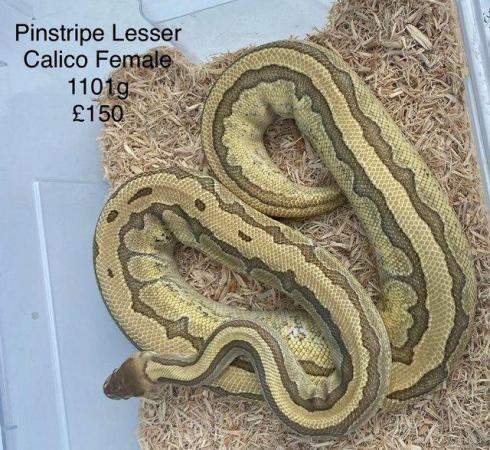 Image 3 of Royal Pythons for sale.