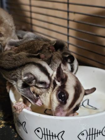 Image 4 of Sugar gliders common gray. 14 week old twins.